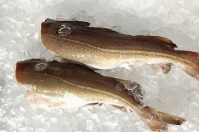bacalao