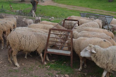 El coste de las vacunas contra la lengua azul recaerá en los ganaderos.