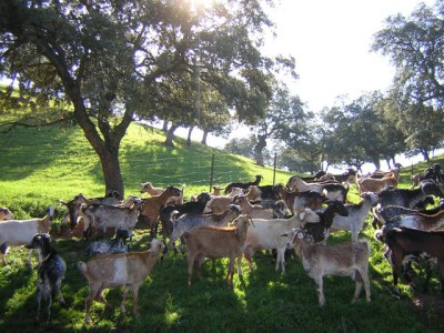 Cabra Payoya