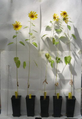 Plantas de girasol ('Helianthus annuus') en las que se ha probado los efectos del biocarbón en un invernadero experimental.