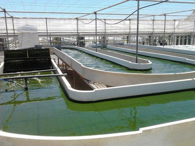 purines y microalgas