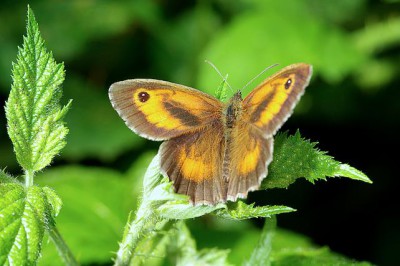 Mariposas en Doñana