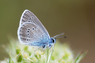 Mariposas en Doñana