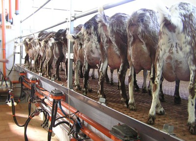 cabras