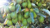 aguacate