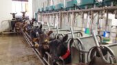 cabras de leche