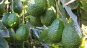 aguacate