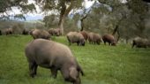 cerdo ibérico