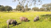 cerdo ibérico en dehesa