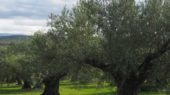 Olivar ecológico andaluz