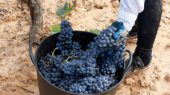 UPA asegura que los viticultores son los agricultores que peor lo están pasando por la pandemia.