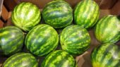 sandias