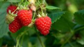 Variedad premiada Diamond Jubilee® (BerryWorld Gem®)