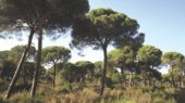 masa forestal
