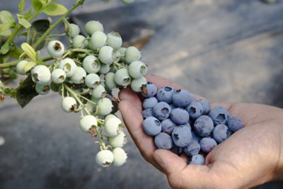 En arándanos, destaca la variedad Ventura. (Foto: Paco Gil).