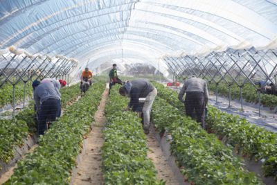 Dica Fruit cuenta con unas seis hectáreas dedicadas al cultivo de las fresas. (Foto: Paco Gil).