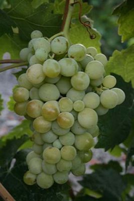 Racimo de uva beba de la parra valverdeña.