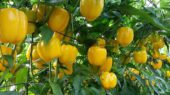 Pimiento celaya