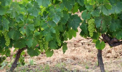 Cepas de la variedad zalema, autóctona del Condado de Huelva.