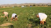 trabajadores en el campo