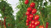 semilla tomate orgánica