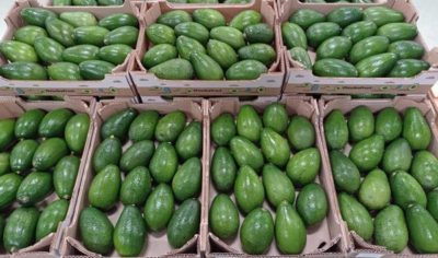 Las variedades que se están recolectando y comercializando ahora son las polinizadoras Bacon y Zutano. Hasta finales de diciembre no se recogerán los aguacates Hass.