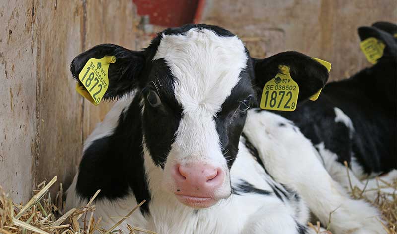 vaca de leche