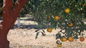 mandarina
