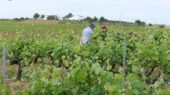 viñedos en el condado de Huelva