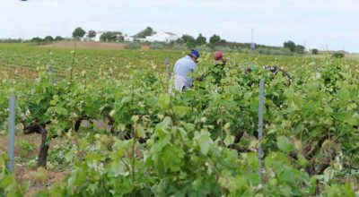 viñedos en el condado de Huelva