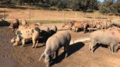 cerdo ibérico
