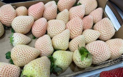florida pearl de emcocal en Fruit Logistica