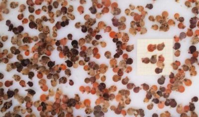 ifapa cultivo moluscos