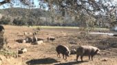 cerdo ibérico