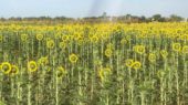 cultivo de girasol