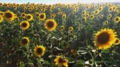 girasol