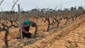 viñedo