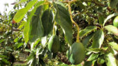jornada aguacate en ifapa