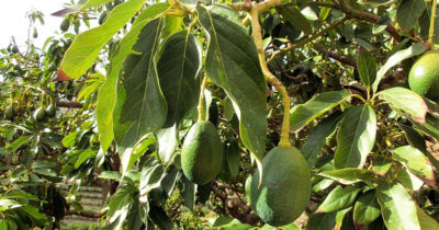 jornada aguacate en ifapa