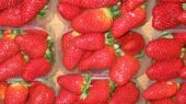 fresas
