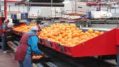 naranja