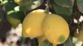limones