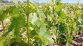 viñedo condado de huelva