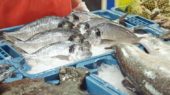 acuicultura