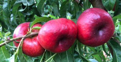 Viveros Hernandorena y PSB Producción Vegetal