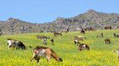 cabras