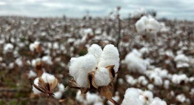 eucotton