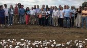 eucotton