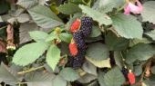 moras