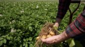 cultivo de patata